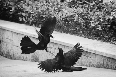 Two birds flying in the wall