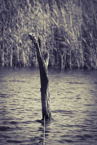 Bird on wooden post in lake