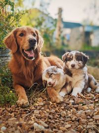 Mother with dog sitting with pets sitting outdoors