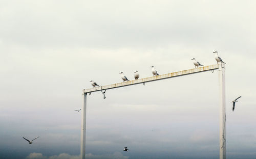 Low angle view of birds perched on railing