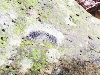 Plants growing in the dark