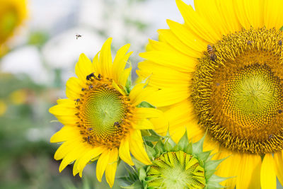 Close-up of sunflowers blooming outdoors