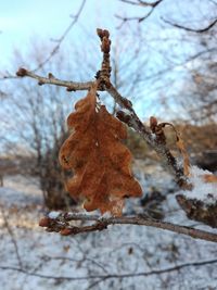 Close-up of snow on branch