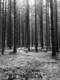 Trees in forest