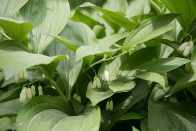 Close-up of green leaves