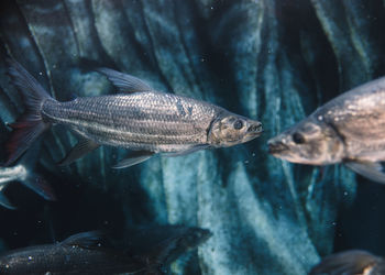 Fish swimming in sea