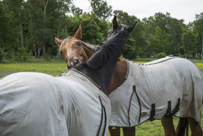 Horses on grassy field