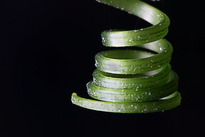 Close-up of green leaf over black background