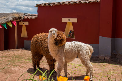 Alpacas hugging near cusco, peru