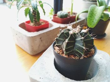 High angle view of succulent plant on table