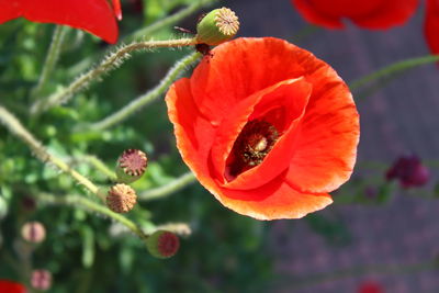 Close-up of red poppy growing on plant