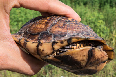 Close-up of a hand holding a turtle