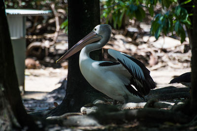 Side view of a pelican 