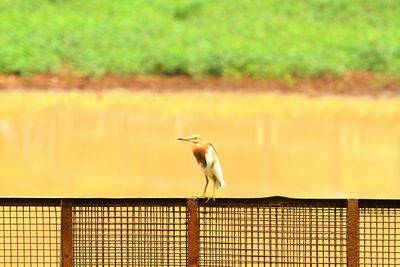 Bird perching on railing