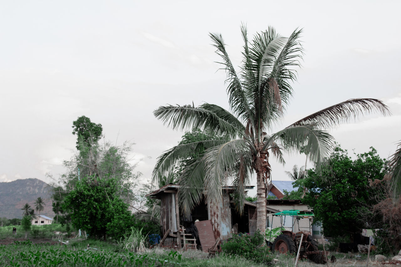 PALM TREES AND PLANTS OUTSIDE HOUSE