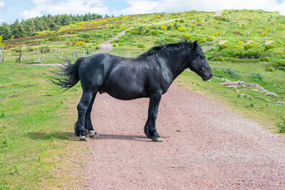 A beautiful wild black horse posing in the middle of a mountain road