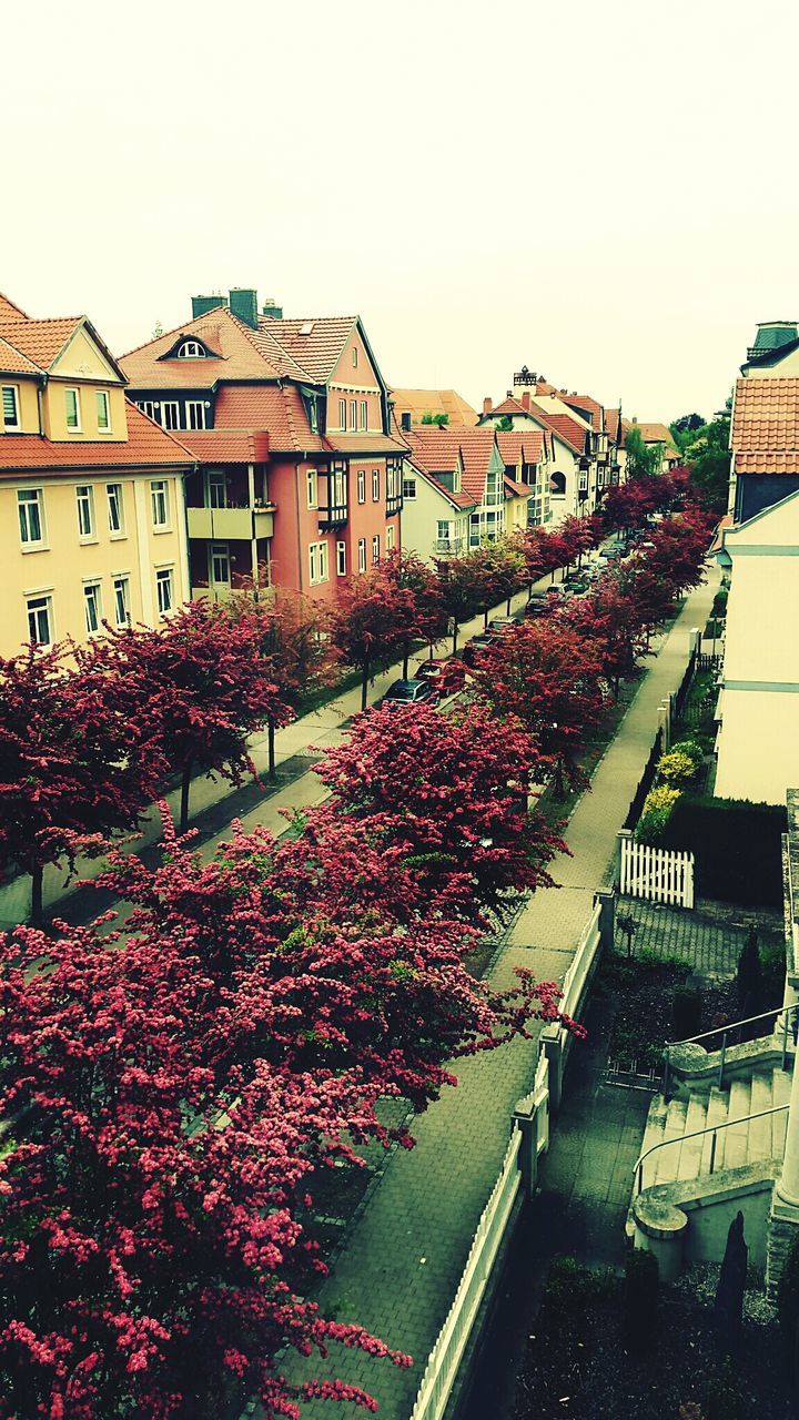 VIEW OF FLOWERS IN ROW ALONG BUILDINGS