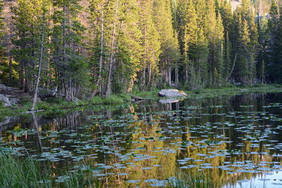 Scenic view of lake in forest