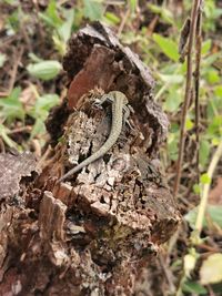 High angle view of lizard on rock