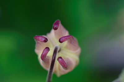 Close-up of pink flower bud