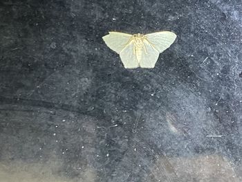 High angle view of butterfly on leaf