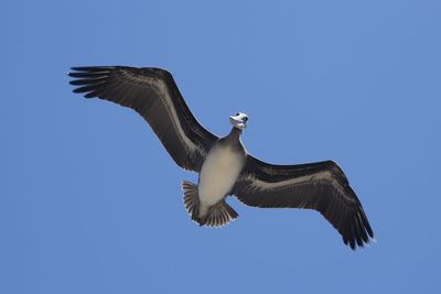 Low angle view of bird flying against clear blue sky