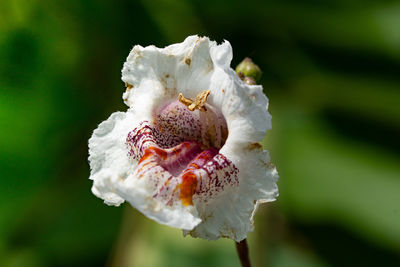 Close-up of white rose flower