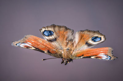 Close-up of insect against white background
