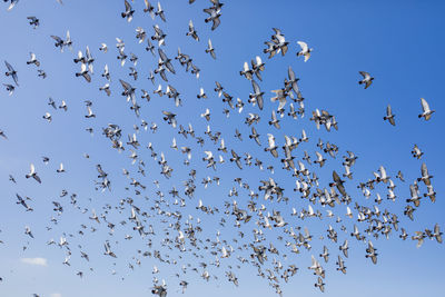 Flock of birds flying in sky