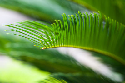 Close-up of palm tree leaves