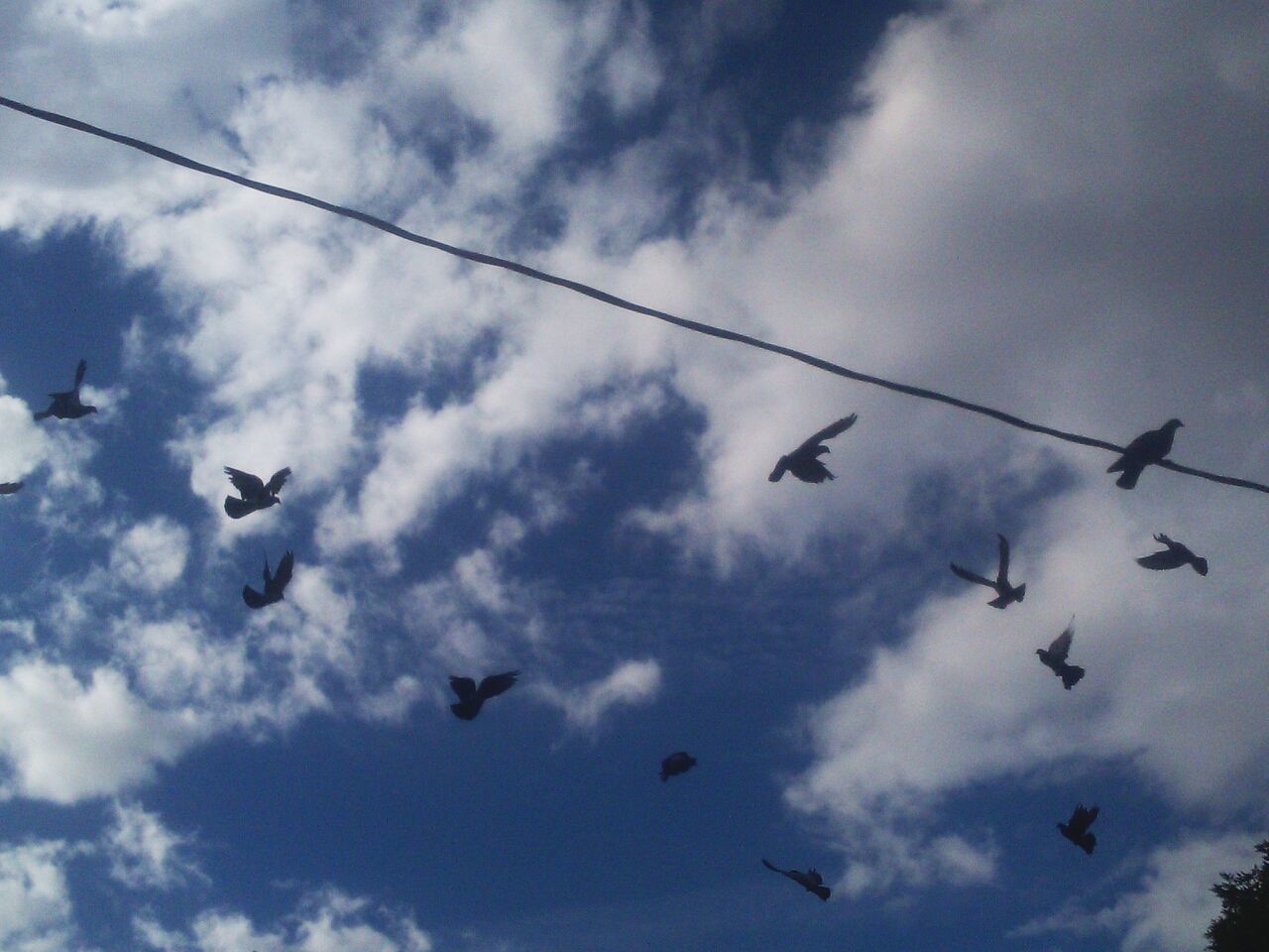 LOW ANGLE VIEW OF SILHOUETTE BIRDS FLYING IN SKY