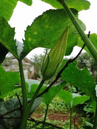 Close-up of fresh green plant on field