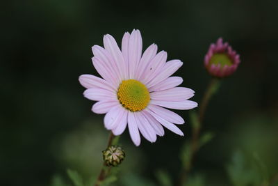 Close-up of purple flower