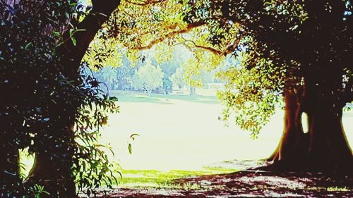 Trees growing in park