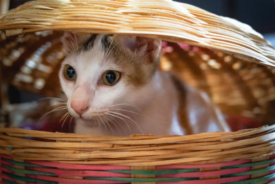 Close-up portrait of a cat