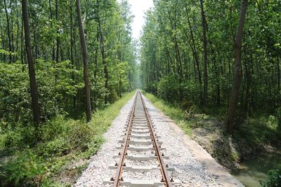 View of railroad tracks amidst trees in forest