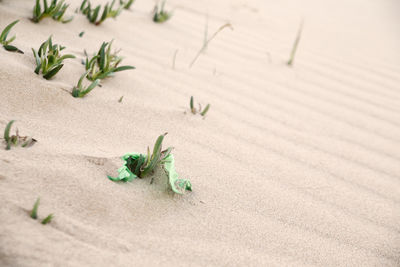 High angle view of small crab on sand