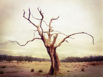 Bare trees on landscape