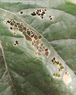 High angle view of plants seen through hole