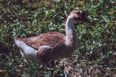 Side view of a duck on land