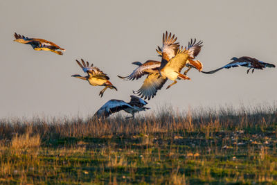 Birds flying over the field