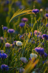 Close-up of purple crocus flowers on field