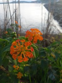 Close-up of orange flowering plant