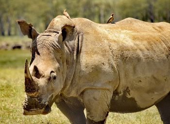 Close up portrait of standing rhinoceros, side view and looking into lens
