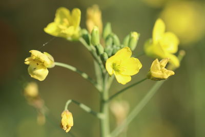 Close-up of yellow flowering plant