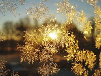 Sun shining through trees