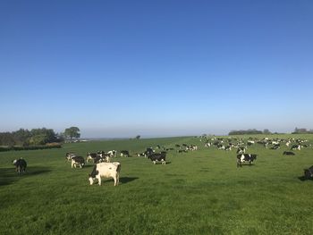 View of sheep on grassy field against clear sky