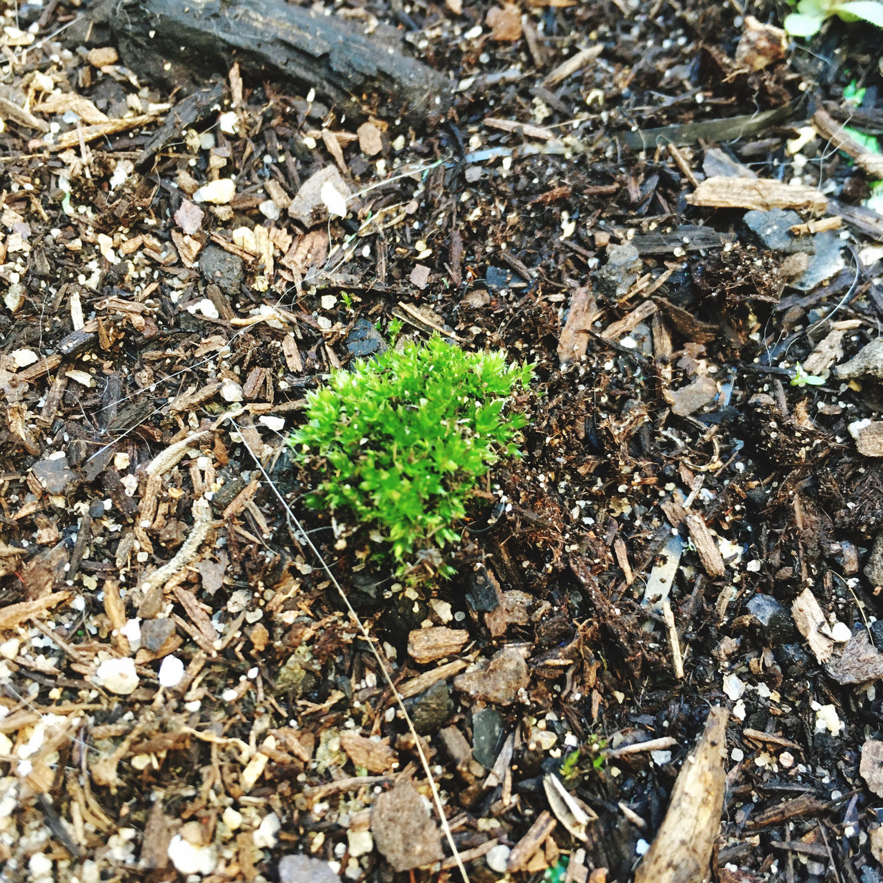 CLOSE-UP OF SMALL PLANT GROWING ON FIELD