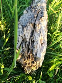 Close-up of tree stump