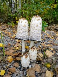 Close-up of mushrooms growing on tree during autumn